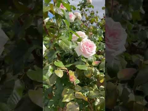🌹 Morwell Centenary Rose Garden Tour | 400+ Rose Varieties 🌸 Victoria’s Floral Gem