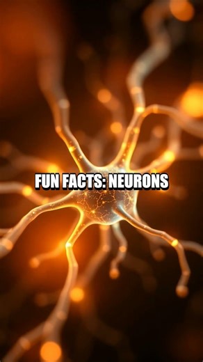 Perceptual Pulse: A Fresh Dive Into Visual Mind Games