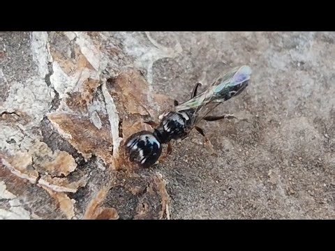 Alien Looking Aphid Hunter Wasp