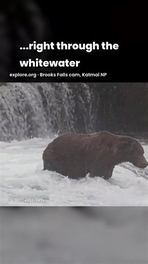 Brown bear wades into Brooks Falls 🐻 | explore.org Brooks Falls cam #shorts
