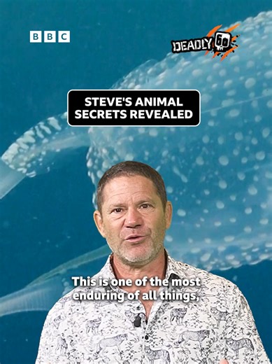 Are koalas actually bears? 🤔 Can kangaroos hop backwards? We need answers! Luckily, Steve Backshall is here to save the day! 🐨 🦘 For more fun facts you can hop straight onto #BBCiPlayer for even more #Deadly60