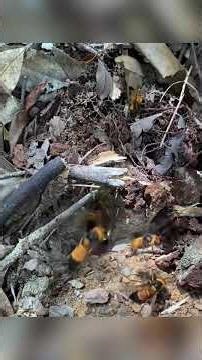 How to Handle Giant Hornets Safely #gianthornets #wildliferescue #hornetnestremoval