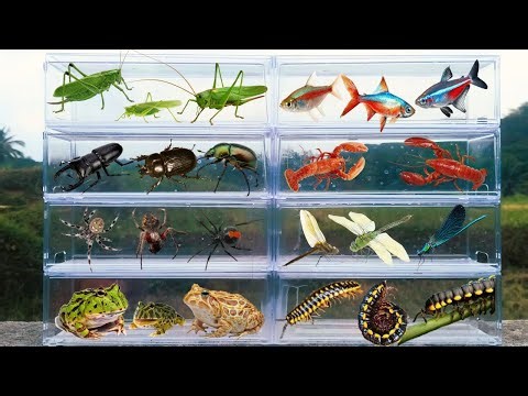 I am hunting for insects in the garden I found a Tetra Fish, Frog, Moss Katydid, Beetle, Spider ....