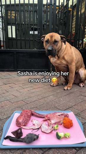 Sasha's Exciting New Dog Diet