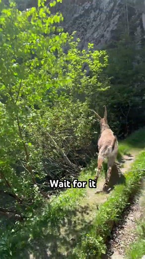 Alpine Ibex are animals that you can occasionally bump into while hiking in Switzerland. 🐐🇨🇭🏔️