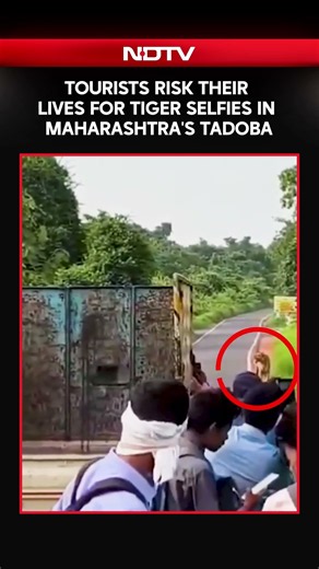 Tourists Risk Their Lives For Tiger Selfies In Maharashtra's Tadoba