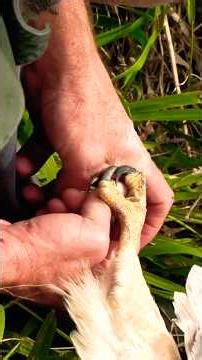 Watch This Hawk's Brutal Speed Attack #falconry #birdsofprey #shorts