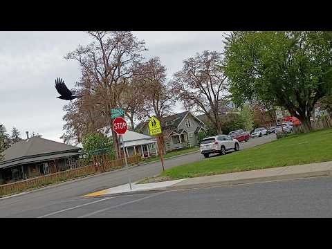 Kit's Crows 04-22-26