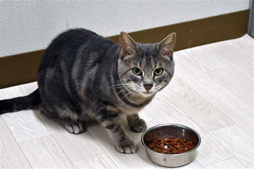 ネコがご飯を残す理由は「飽きたから」 匂いを変えるだけで食欲が回復する研究結果 | Forbes JAPAN 公式サイト（フォーブス ジャパン）