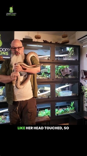 Measuring a reticulated python isn't easy...