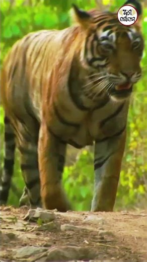Decoding Tiger Movements: Wildlife expert speaks