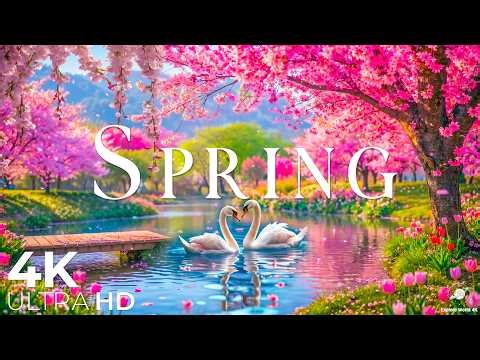 Spring in May 4K – A Tranquil Awakening 🌸 Garden Blooms, Gentle Morning Light & Peaceful Nature