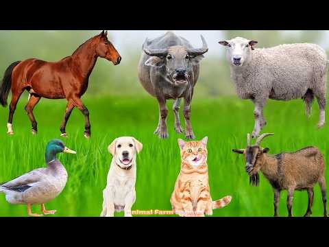 Farm Animal Life: Cow, Elephant, Sheep, Dog, Cat, Chicken, Goat – Animals Videos