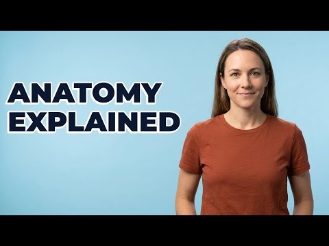 What Is The Vagina In Female Anatomy?
