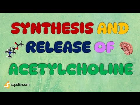 Synthesis and Release of Acetylcholine | Physiology