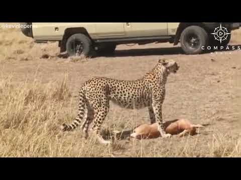 Cheetah Sprints Between Safari Jeeps to Catch Impala