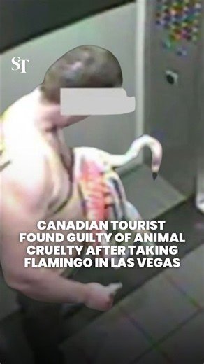 Canadian man who stole flamingo from Las Vegas hotel found guilty of animal cruelty