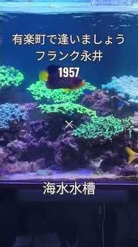 海水水槽✖ #有楽町で逢いましょう #フランク永井 / #君恋し #東京午前三時 #夜霧の第二国道 #大阪ろまん #宝田明 #司葉子 #ちあきなおみ