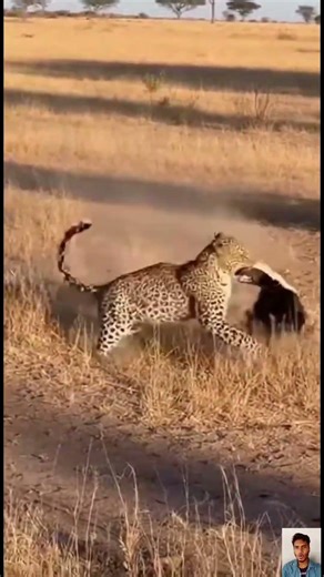 Leopard Attacks Badger – Fearless Battle in the Wild |Predator Pulse| #wildlife #animals #shorts