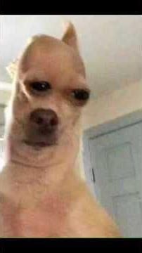 Funniest Dog Fails Ever 🤣