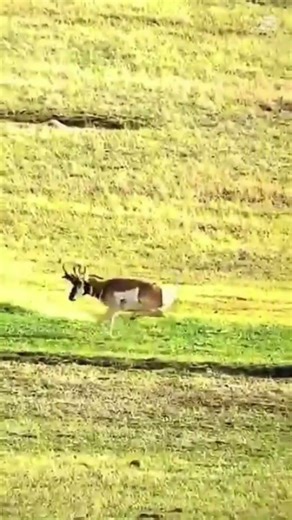 Peaceful Forest Turns Tense | Deer Hears Gunshot