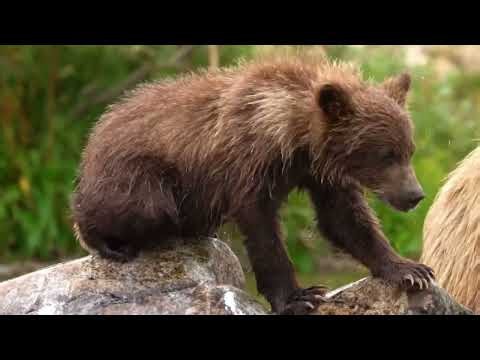 Amazing Wild Bear in the Forest 🐻 | Incredible Wildlife Moments in 4K
