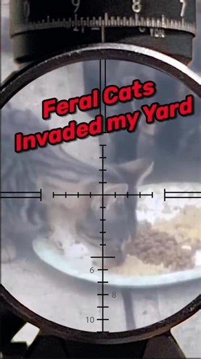Feral Cats invaded my neighborhood