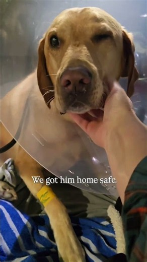 Dog TPLO Surgery Day | Bringing Our Labrador Home 💛