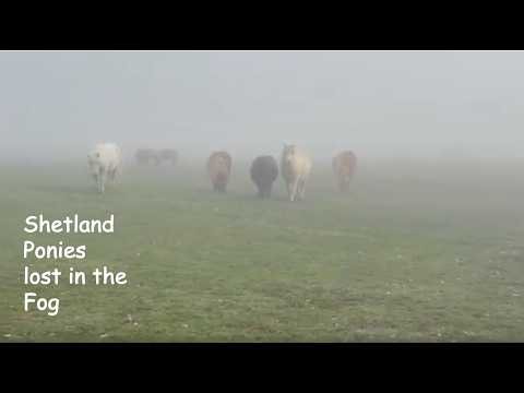 Shetland Ponies lost in the Fog :TV Episode 613