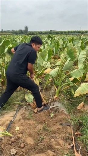 Amazing vegetable farming by rural farmer | Rural Farmer agricultural activity #vegetables