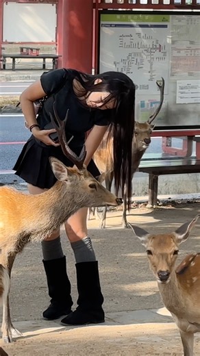 奈良公園フェアで観光客が鹿と触れ合う美しい動🥰🦌#naradeerpark #zoo