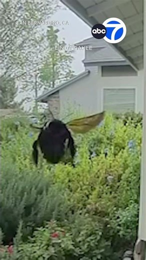 Extremely large bumblebee triggers security alert camera