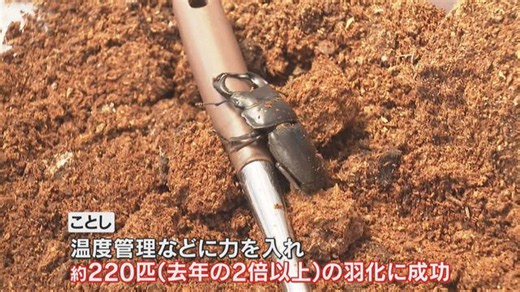 日本最大級のクワガタ「オオクワガタ」の販売準備始まる 京都・福知山の生活介護事業所 220匹を13日から販売予定