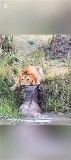 Lion vs Buffalo - Brutal Fight To Death In The Forest | Animals Vlogs #tiger #animals #wildlife