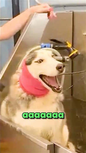 Why Are Huskies Like THIS...?