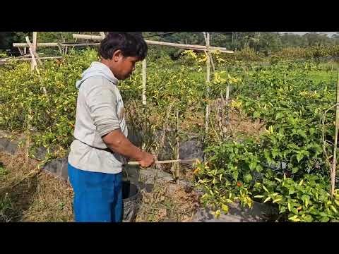 AMAZING SMART FARMING TECHNIQUE USING A SIMPLE TOOL - Agricultural Farming
