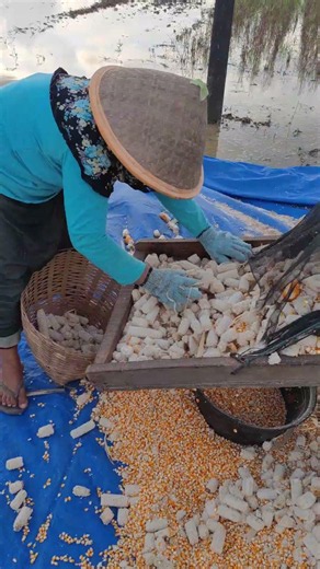 Modern agricultural tools for removing corn-Agriculture farming #shorts
