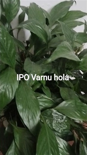 IPO Open from today