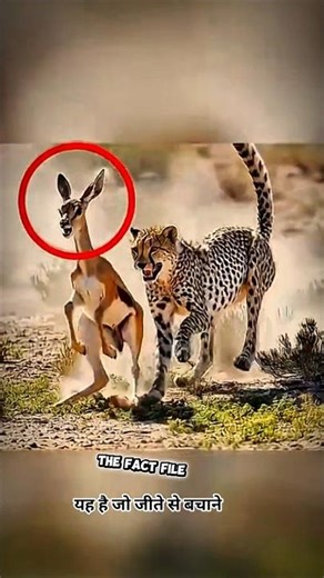 Jungle me Survive Kaise kare a Janbaar ! 😱 #shorts #springbok #amazingfacts #facts #animals