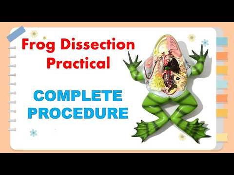 How to Dissect a Frog | Frog's Dissection Procedure