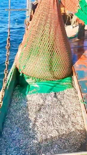 Amazing Fishing Tricks of Fishermen! 🐟