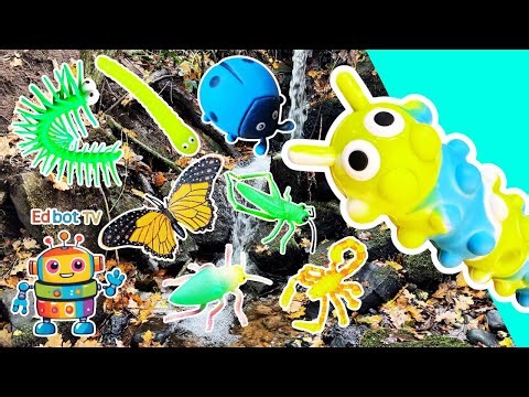 Bug Insect Names | Kids Learn: Ladybug Wasp Centipede Katydid Snail
