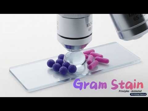 Gram Stain Explained | Principle, Procedure, Results & Gram Positive vs Gram Negative Bacteria