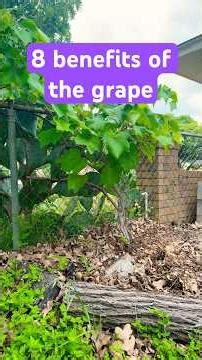 How many problems can you solve with a grape?