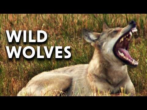Hunting in a Pack: On the Trail of Germany's Wild Wolves | Documentary