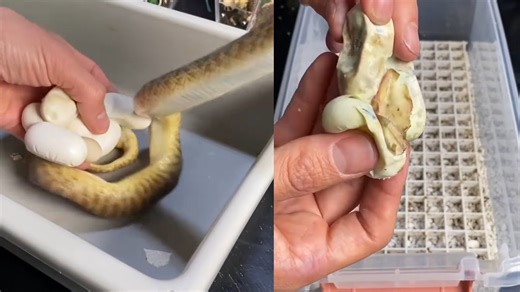 Hatching children's pythons!