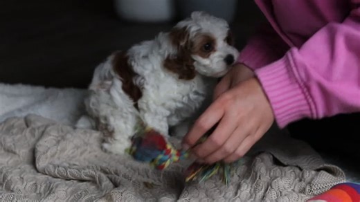 Cockapoo puppy for sale
