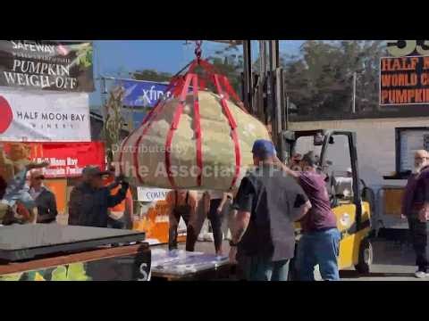 Giant pumpkins battle for heavyweight glory and the world record in California
