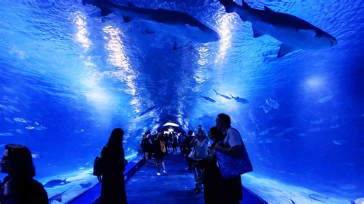 Valensiya'daki Avrupa'nın en büyük deniz parkını keşfetmek (4K)