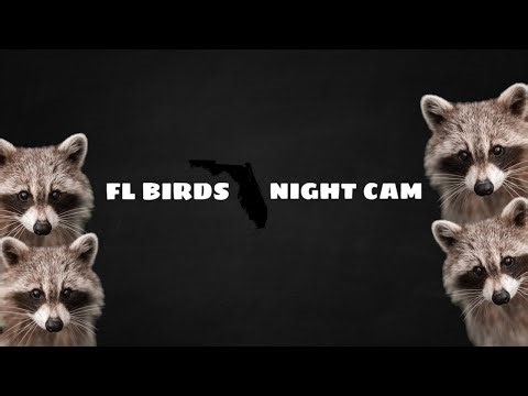 LIVE 🌙 FLORIDA Night Cam ☁️ Wednesday Raccoons, Opossums, Nature #livecamera #live #wildlife